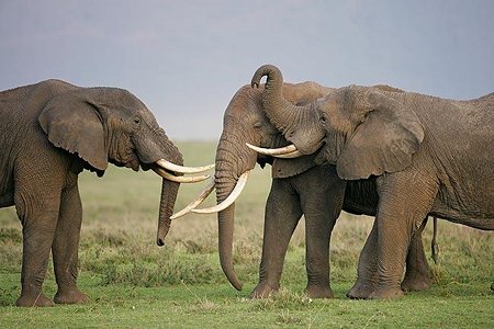 Elefanti_Kenya