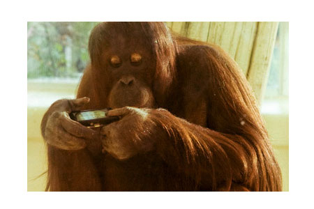 Nonja: l'orangutan-fotografo star di Facebook