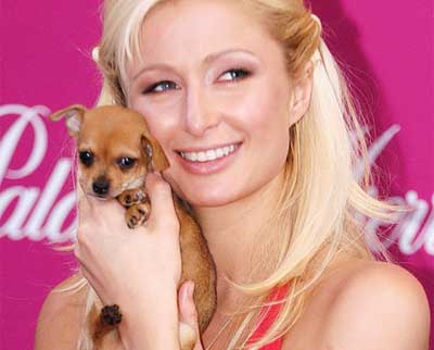 Un servizio fotografico anche per i cani di Paris Hilton