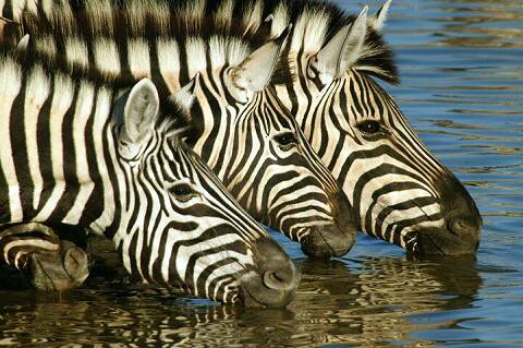 african_safari_namibia