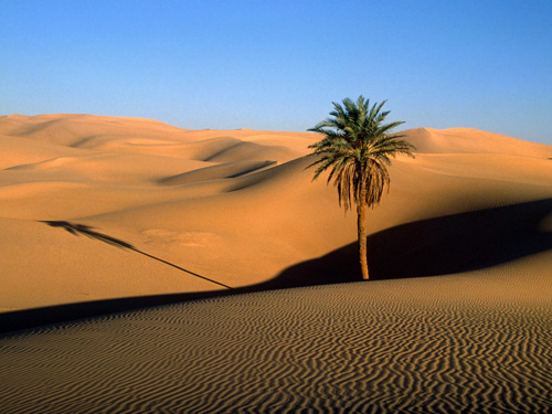 Lone_Palm,_Sahara_Desert