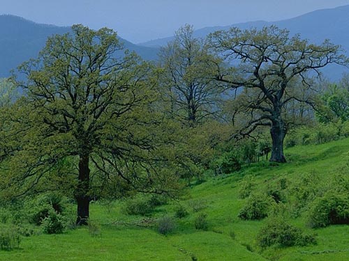 Un concorso fotografico per difendere gli alberi
