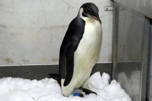 Pinguino Nuova Zelanda perso torna a casa