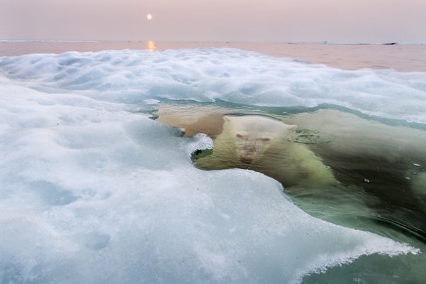 National Geographic Photo Contest, i vincitori del 2013