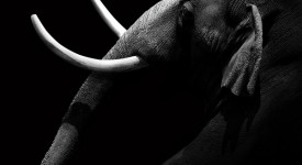 10 bellissime foto di animali in bianco e nero