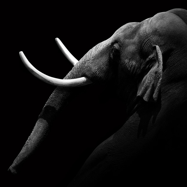 10 bellissime foto di animali in bianco e nero 