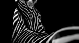 10 bellissime foto di animali in bianco e nero