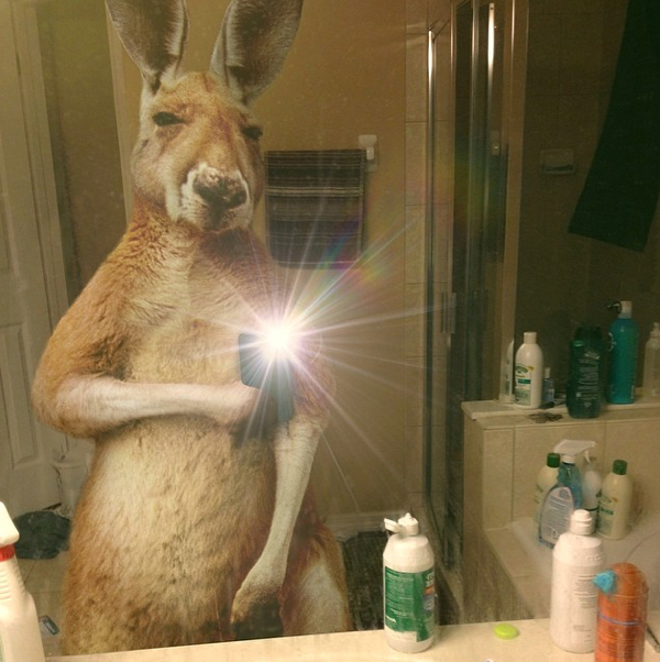 I 5 selfies di animali più divertenti di sempre