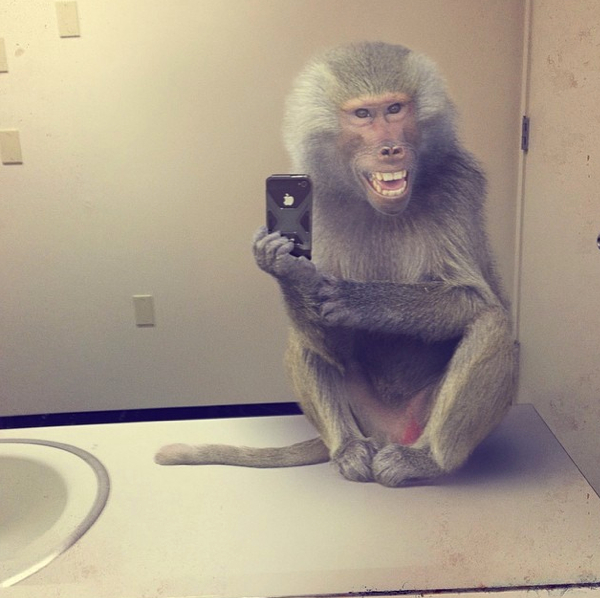 I 5 selfies di animali più divertenti di sempre