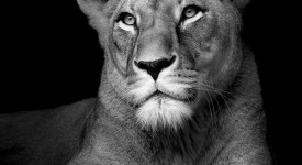 10 bellissime foto di animali in bianco e nero
