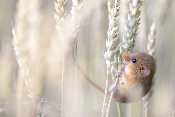 5 Bellissime Foto Di Natura E Animali Obiettivo Digitale