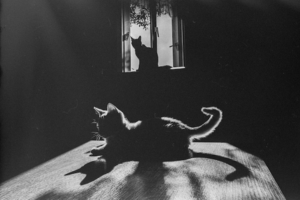 Le 5 più affascinanti foto di gatti in bianco e nero 