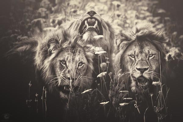 5 belle foto di animali africani che non sono state scattate in Africa