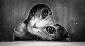 Foto in bianco e nero in cui sono presenti gatti