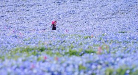 Foto dei fiori blu nel parco di Hitachi