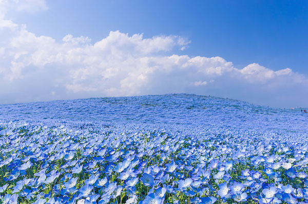 Foto dei fiori blu nel parco di Hitachi