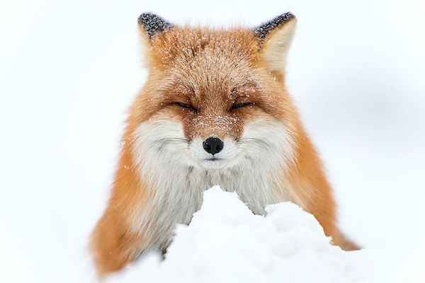 Le 5 più belle foto di volpi tra la neve