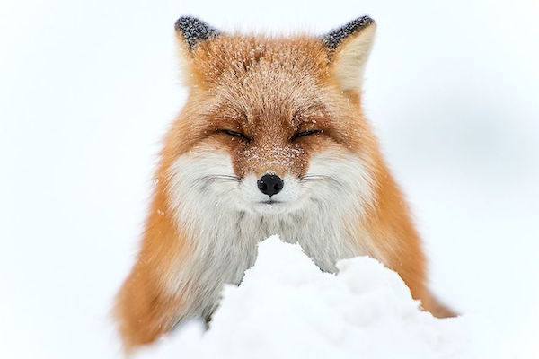 Foto di una volpe tra la neve nella regione di Čukotka