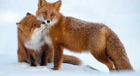 Foto di due volpi tra la neve nella regione di Čukotka