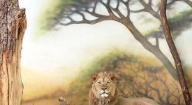 Foto che mostra un leone malinconico all zoo