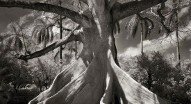 Foto in bianco e nero che mostra uno degli alberi più vecchi al mondo