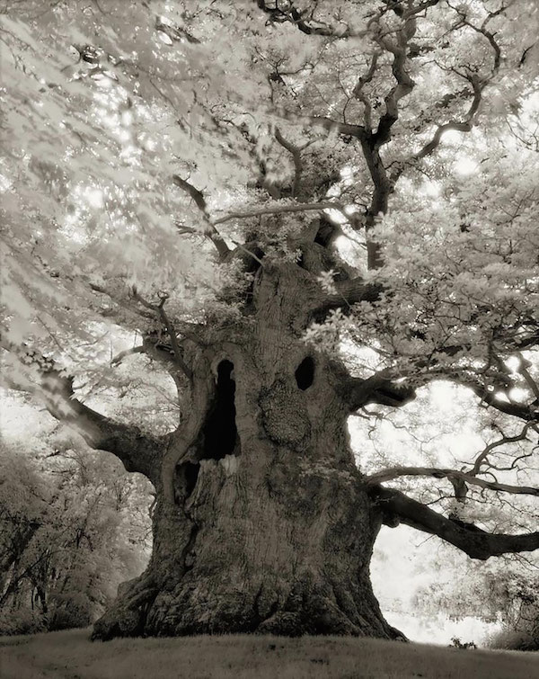 Foto in bianco e nero che mostra uno degli alberi più vecchi al mondo