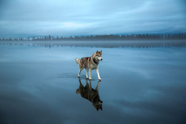 Foto che mostra un husky nelle terre artiche