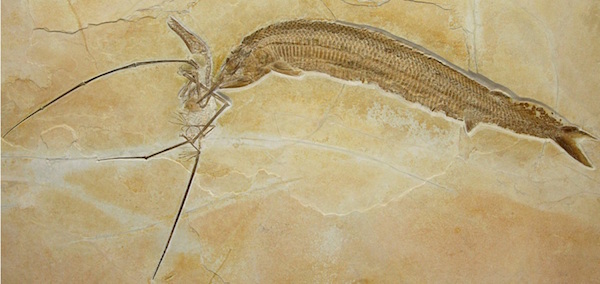 Foto di fossili pubblicate da l settimanale New Scientist