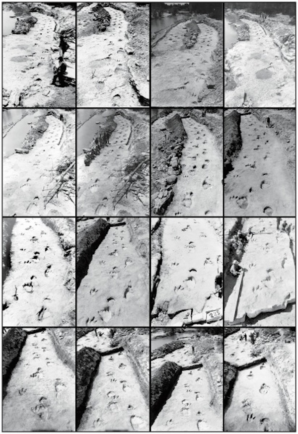 Foto di fossili pubblicate da l settimanale New Scientist