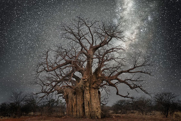 Foto di alberi sotto il cielo stellato scattata da Beth Moon