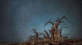 Foto di alberi sotto il cielo stellato scattata da Beth Moon