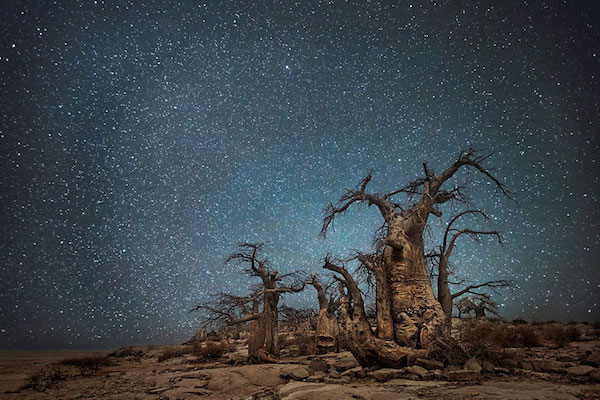 5 bellissime foto di alberi secolari sotto il cielo stellato