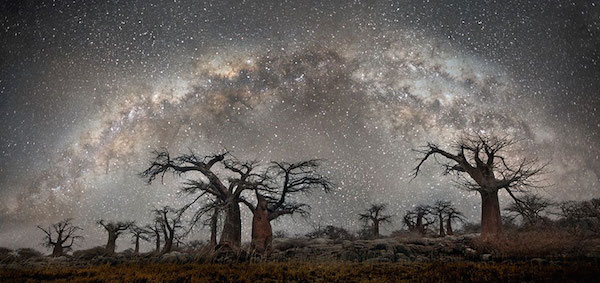 Foto di alberi sotto il cielo stellato scattata da Beth Moon