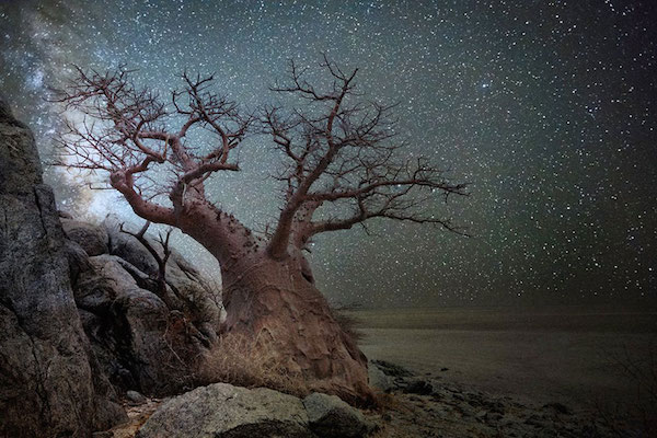 Foto di alberi sotto il cielo stellato scattata da Beth Moon
