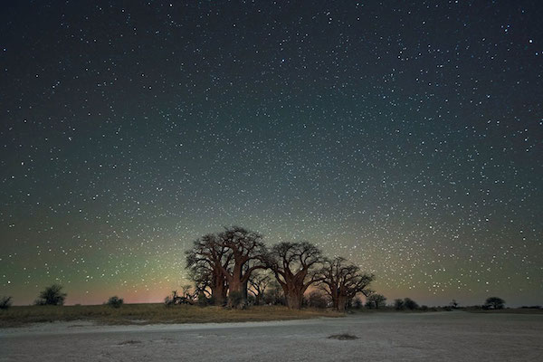 Foto di alberi sotto il cielo stellato scattata da Beth Moon