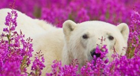 Foto che mostra un orso polare che gioca tra i fiori di camenerio