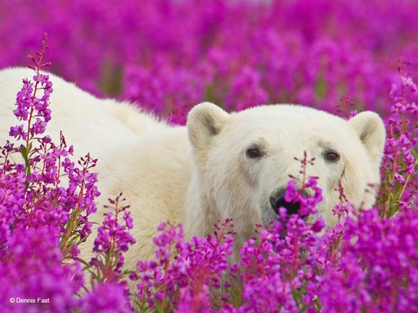 Foto che mostra un orso polare che gioca tra i fiori di camenerio