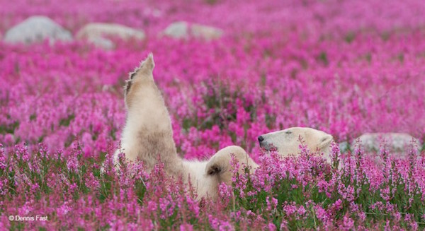 Foto che mostra un orso polare che gioca tra i fiori di camenerio