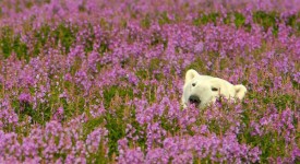 Foto che mostra un orso polare che gioca tra i fiori di camenerio