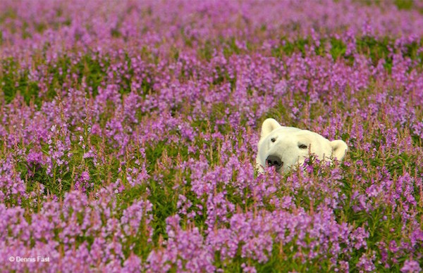 Foto che mostra un orso polare che gioca tra i fiori di camenerio