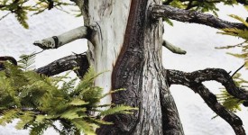 Foto bonsai di Stephen Voss