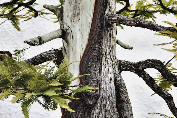 Foto bonsai di Stephen Voss