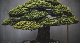 Foto bonsai di Stephen Voss