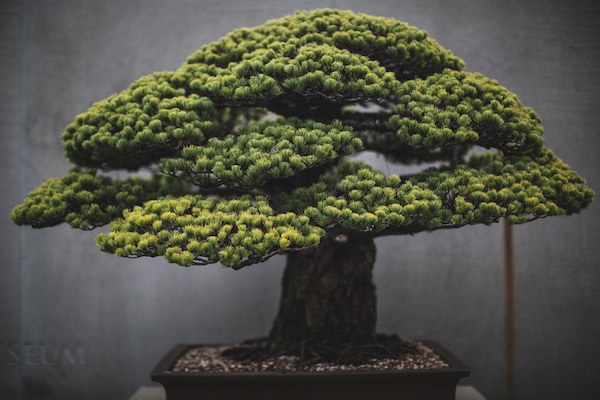 5 incredibili foto di bonsai visti da vicino