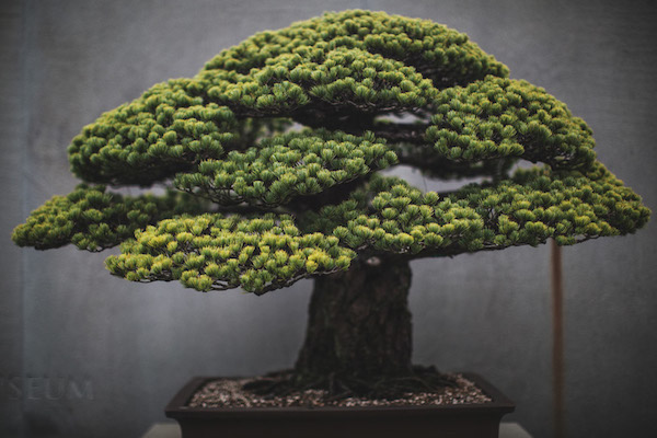 Foto bonsai di Stephen Voss