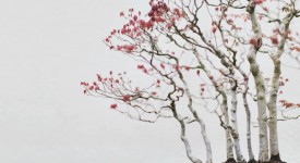 Foto bonsai di Stephen Voss