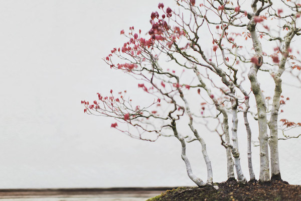 Foto bonsai di Stephen Voss