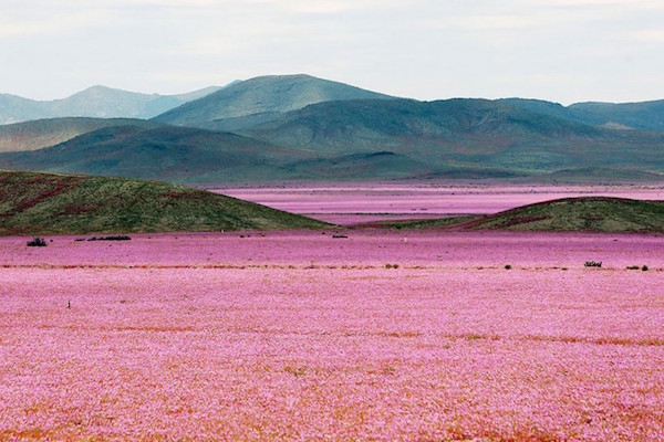 5 incredibili foto del deserto di Atacama in rosa