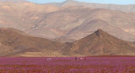 Foto deserto Atacama