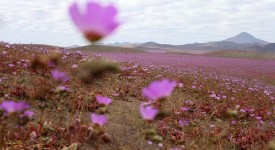 Foto deserto Atacama